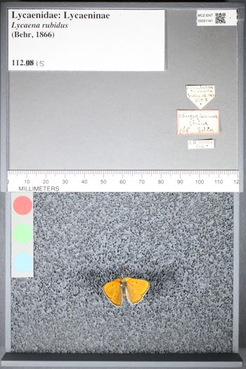 Media type: image;   Entomology 51141